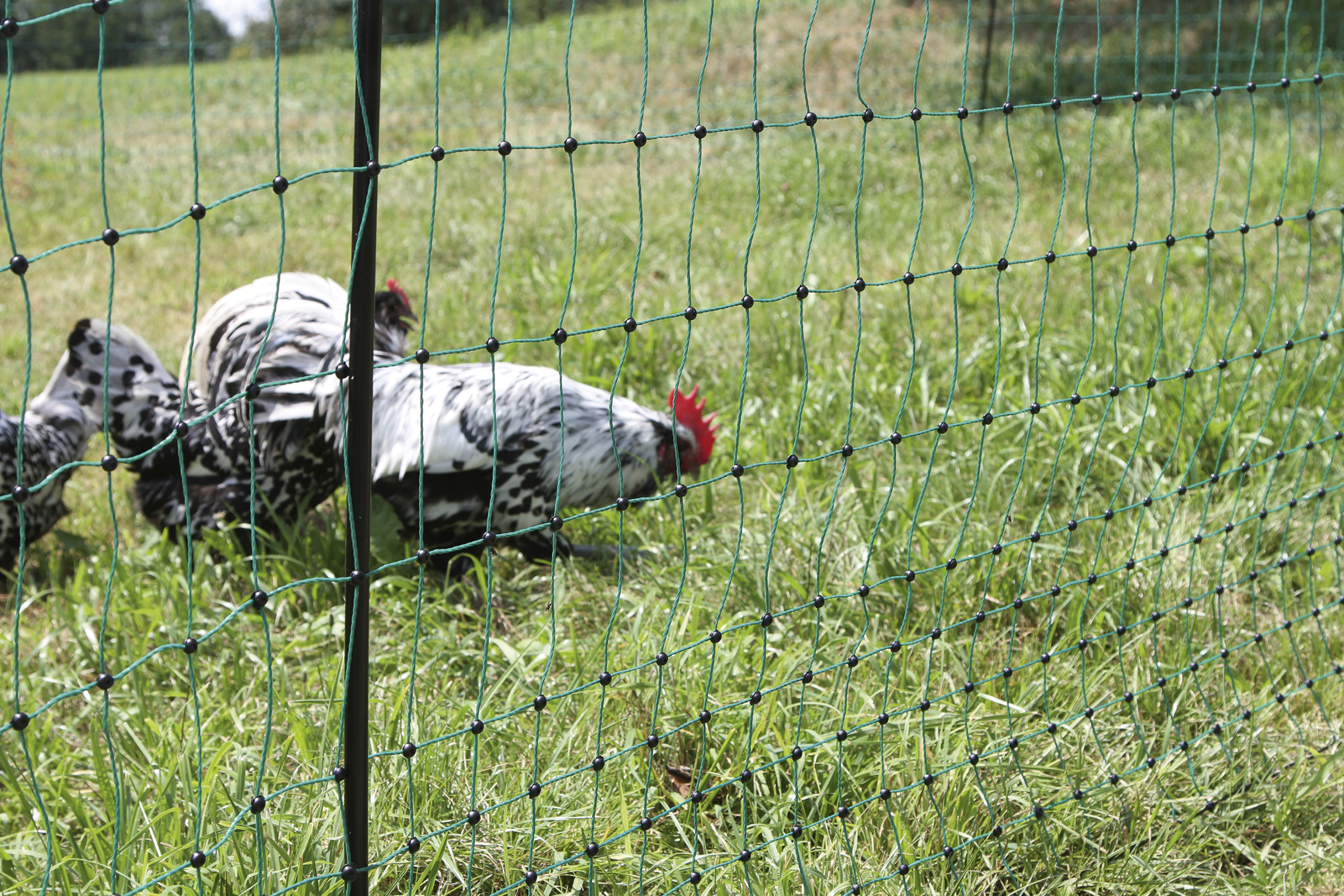 Geflügelnetz PoultryNet grün, elektrifizierbar