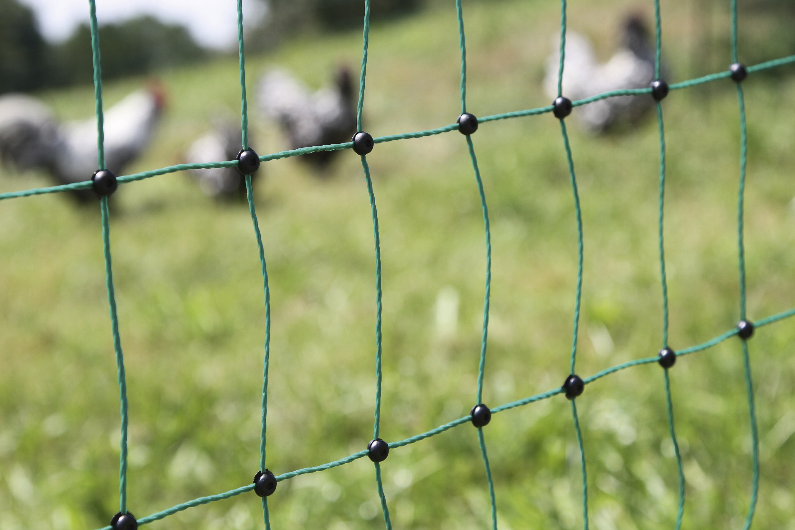 Geflügelnetz PoultryNet grün, elektrifizierbar